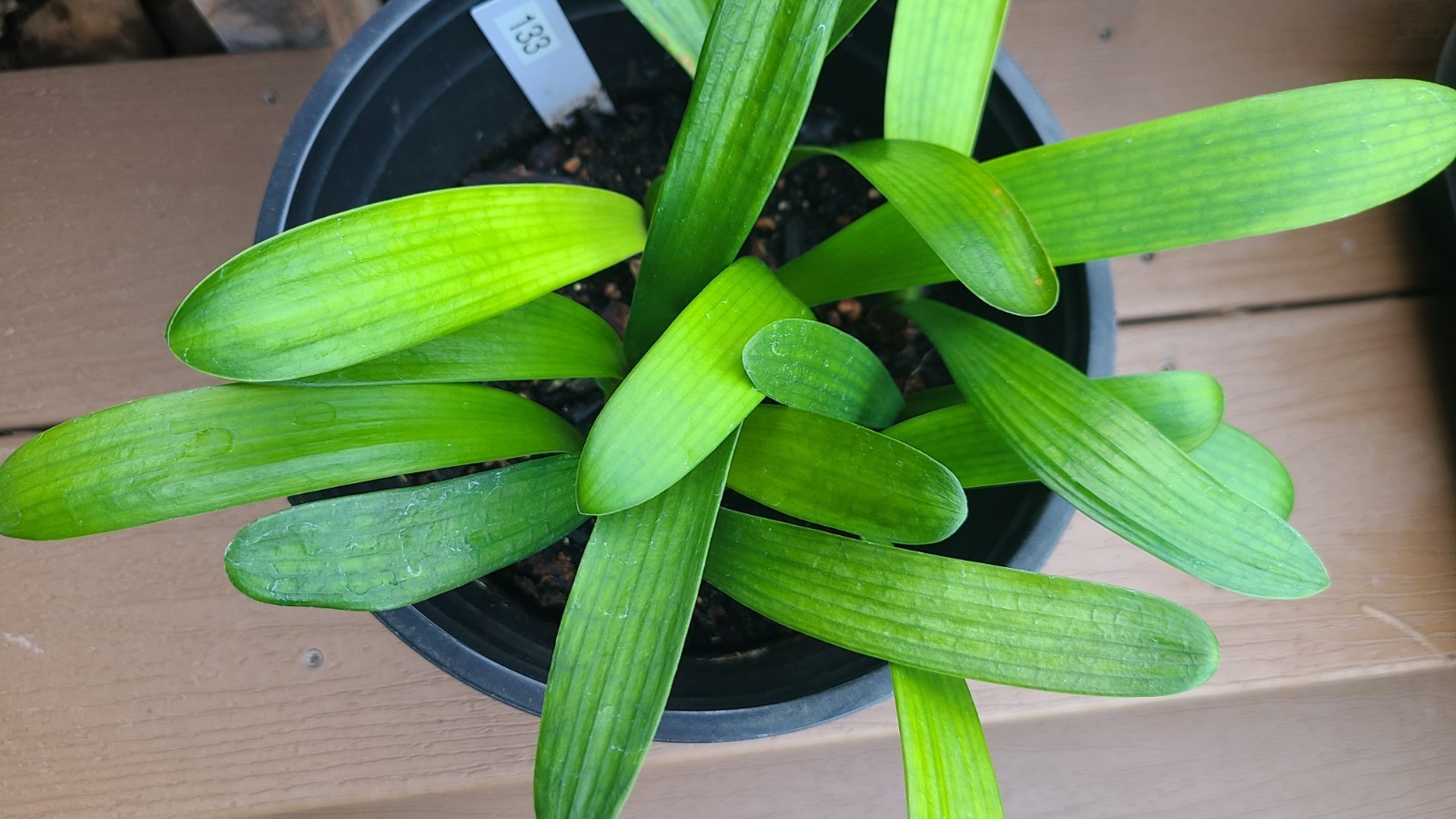 Clivia Ghost Variegated White Lips x Self one plant