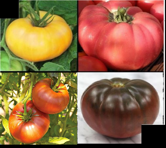 Combo Brandywine YELLOW RED BLACK PINK Tomato 30 SEEDS Ea Rare Beefsteak Slicing