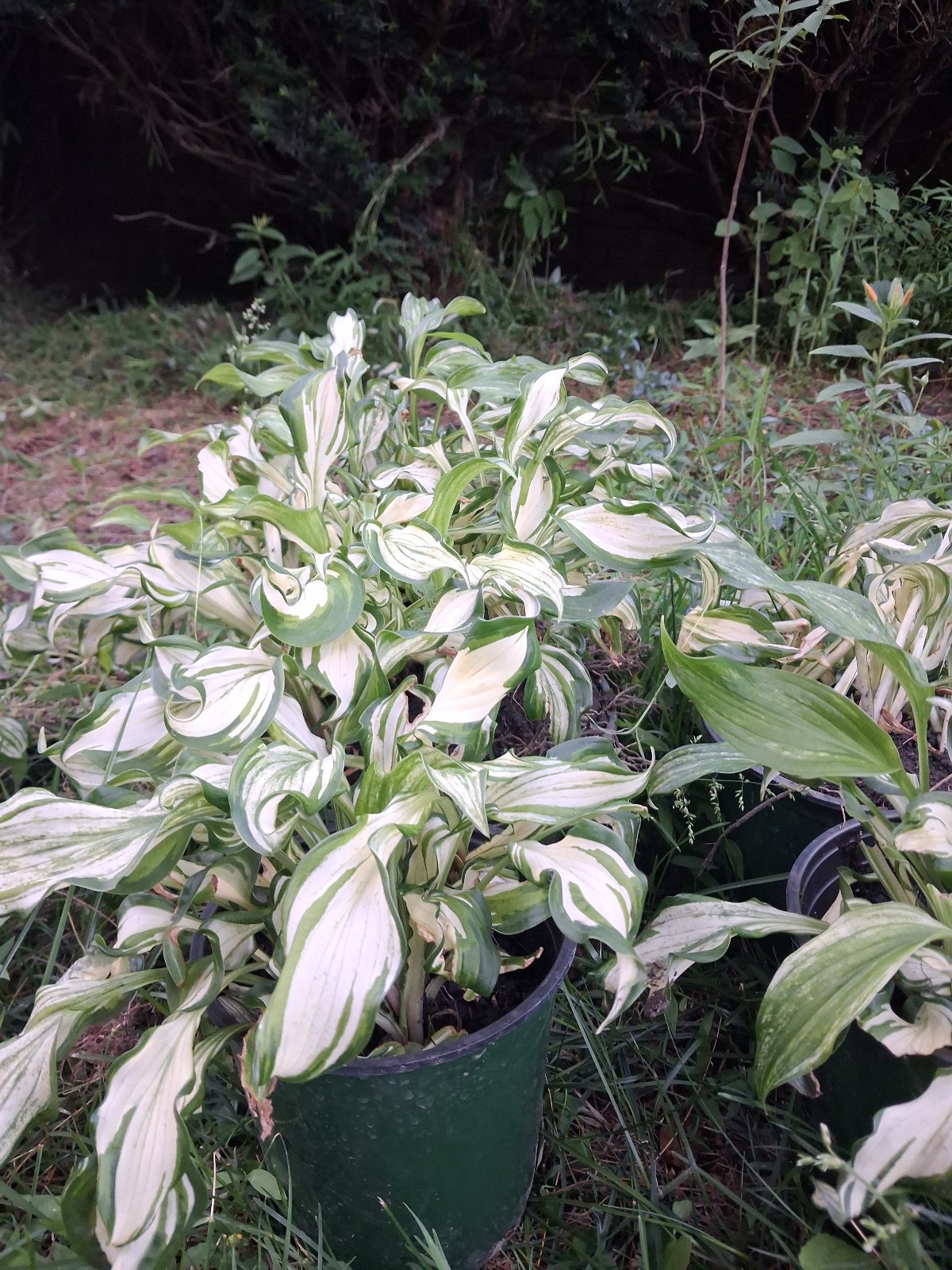 5 Bare Root Hostas White Christmas Shade loving plants