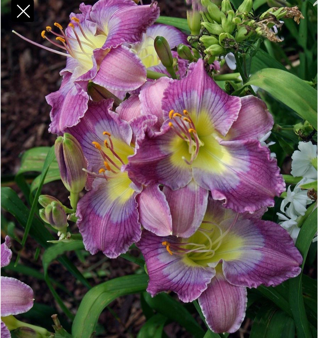Daylily BABY BLUE EYES Reblooming perennial ~ DF or 2 Plants