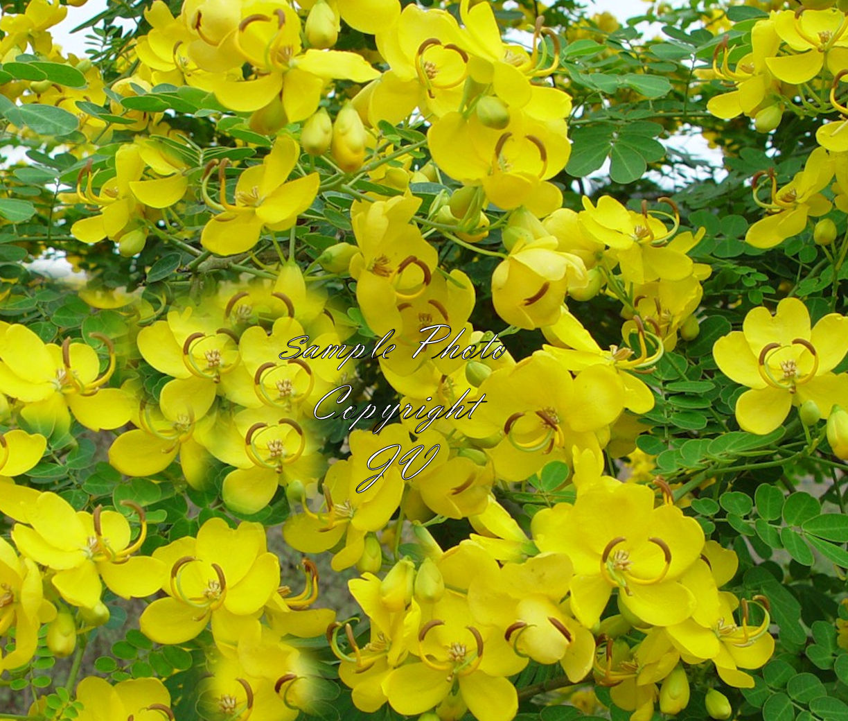 8 Seeds Senna Alexandrina Tropical Ornamental Cassia angustifolia Sunny Yellow