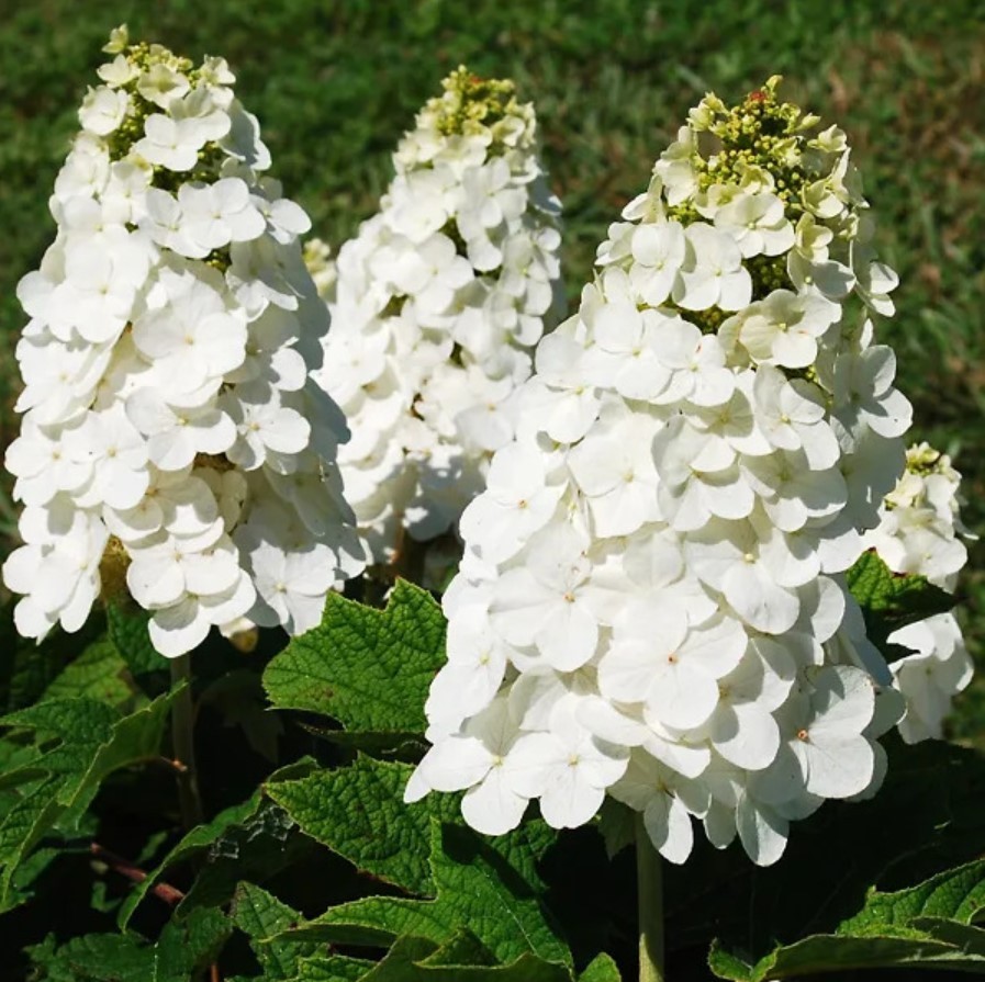Oakleaf Hydrangea Live Plant – 5-8″ Tall – 4″ Pot – White Flowers – Zones 5-9