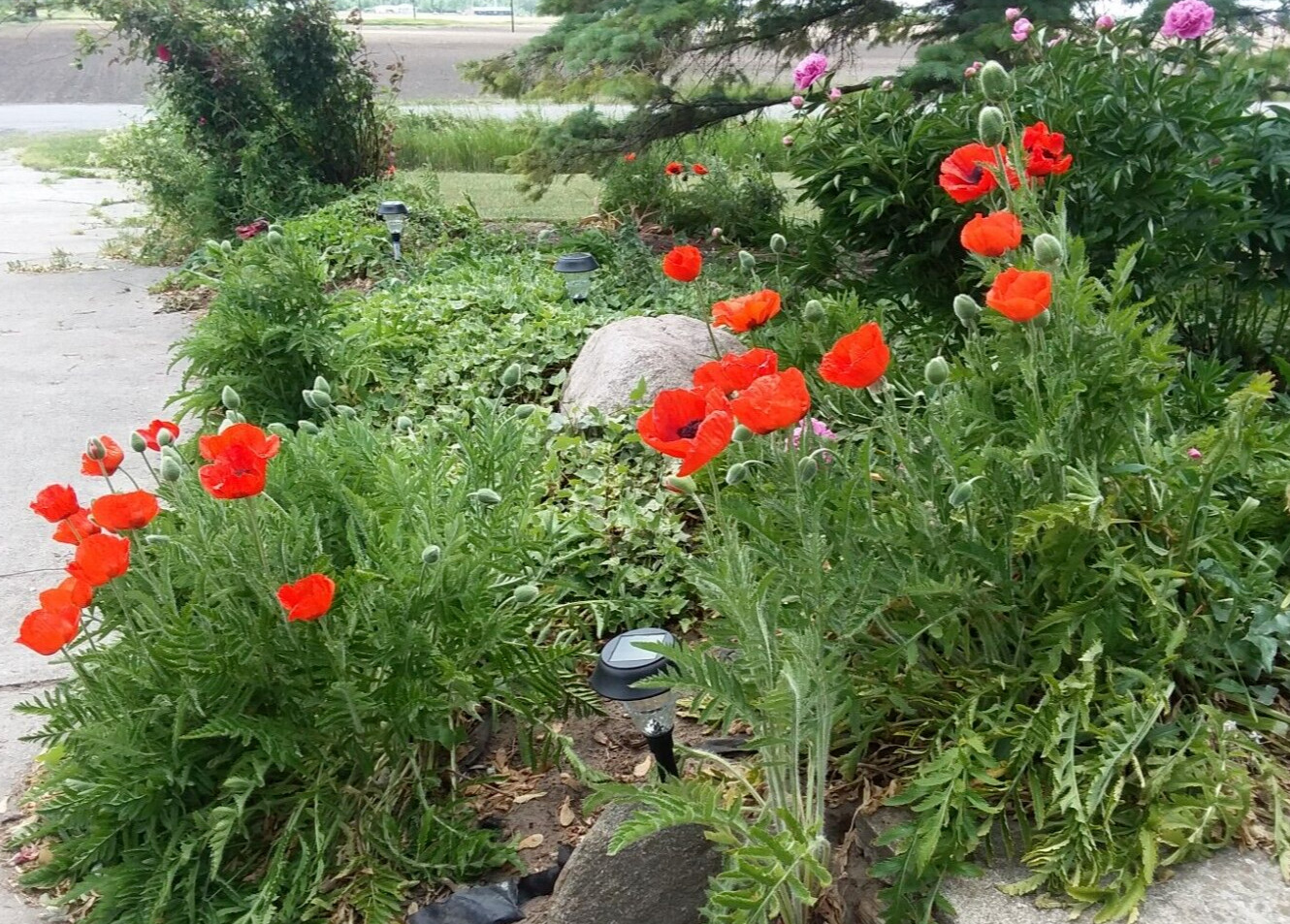 Poppy Orange Oriental Perennial seeds (2024)