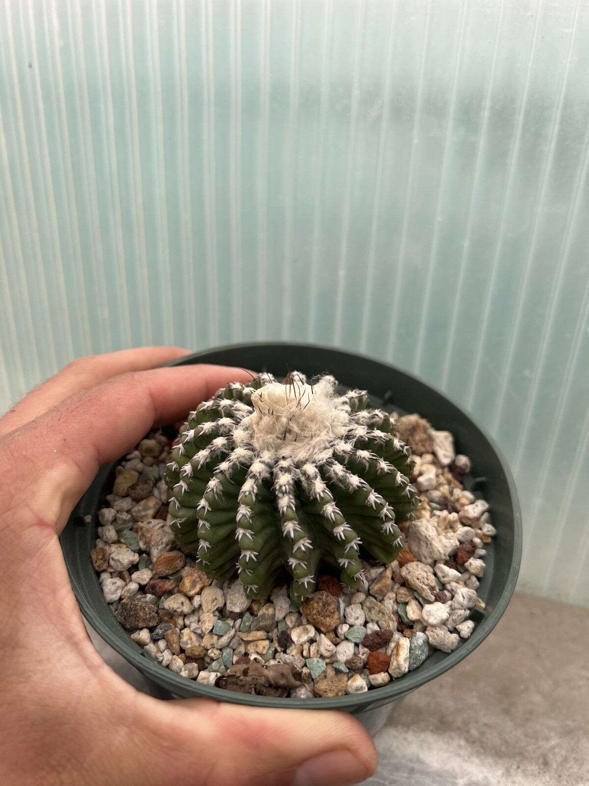 Discocactus horstii. Cephalium Aged Specimen. 6” Pot