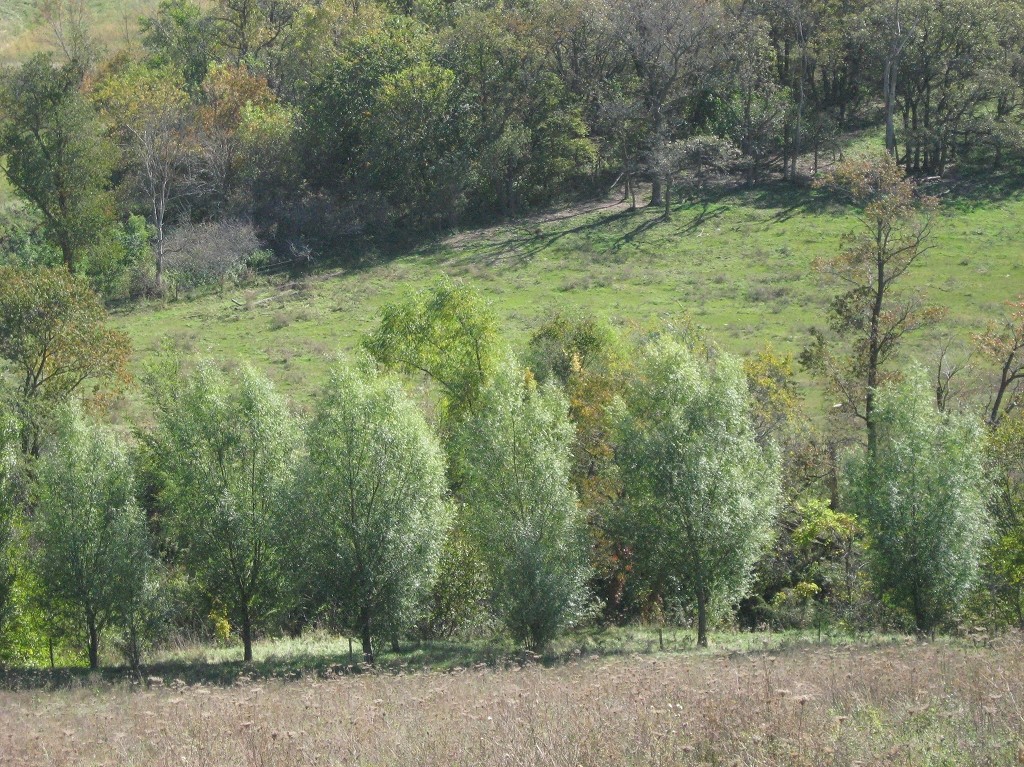 5 Hybrid Aussie Willow Trees – Fast Growing Privacy and Shade – Easy to Grow