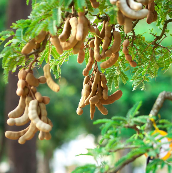 Tamarind Plant – 3-5″Tall – 4″Pot – Tropical Fruit Tree for Gardens – Zones 9–11