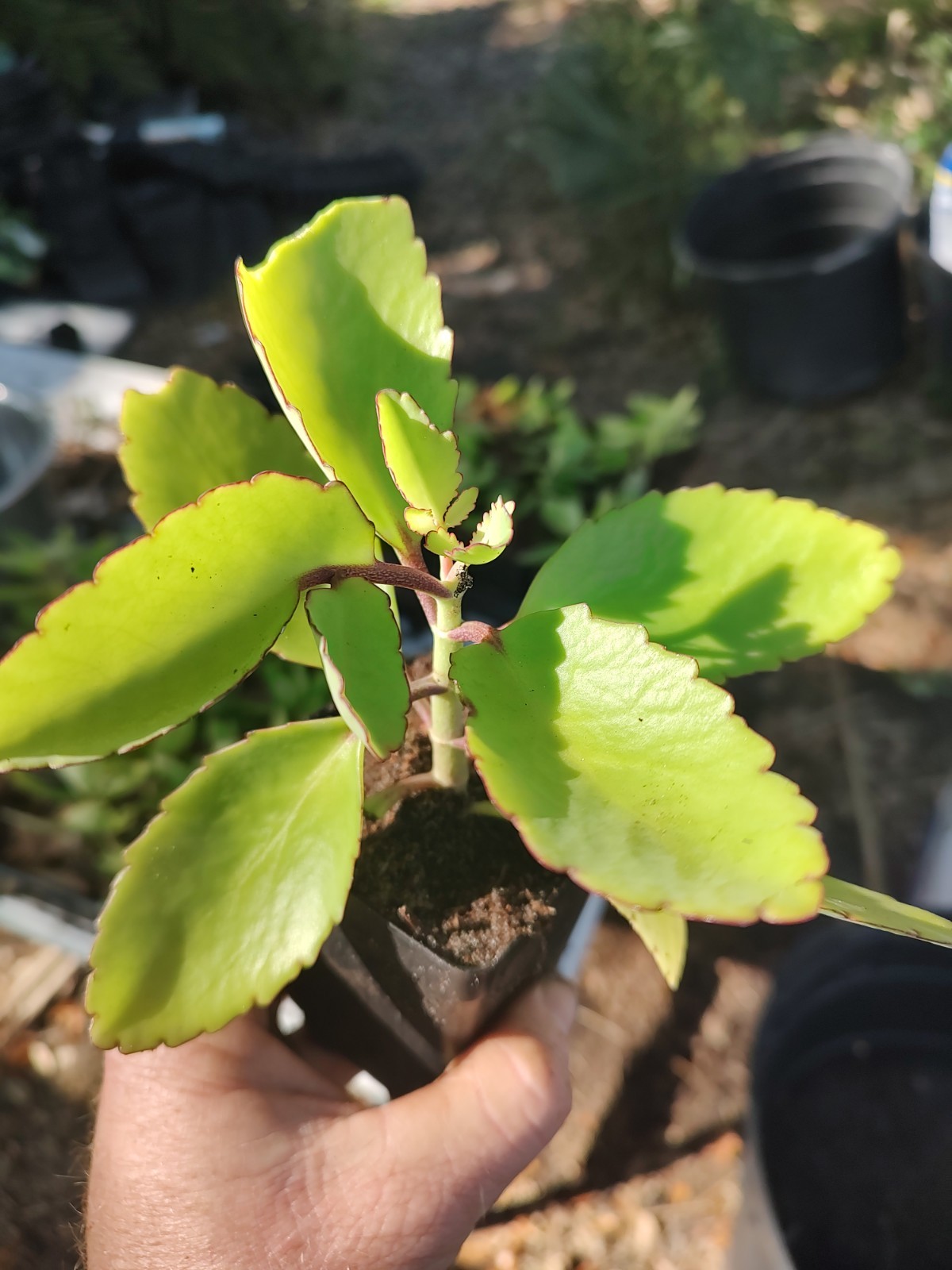 Leaf of Life Kalanchoe Pinnata (4 Inch Seed Cell) Live Plant Free Shipping USA