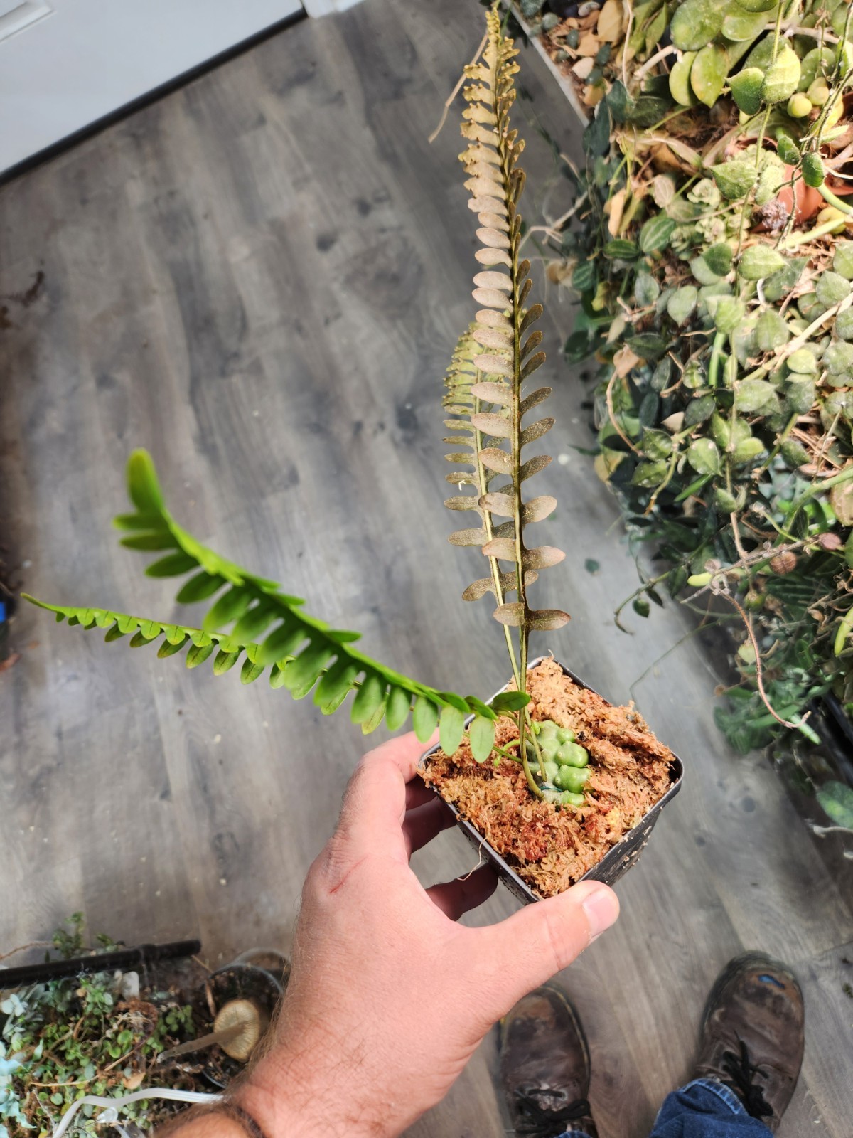 Lecanopteris Luzonensis Thin Leaves Lightly Rooted Division Fedex 2 Day Ship