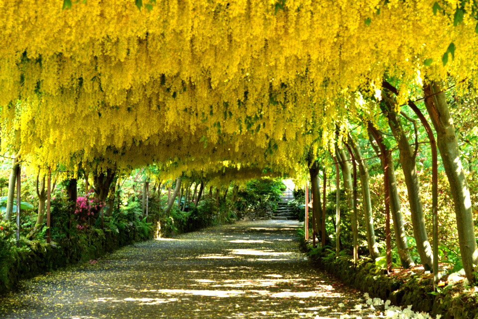 Laburnum alpinum GOLDEN CHAIN TREE! Seeds