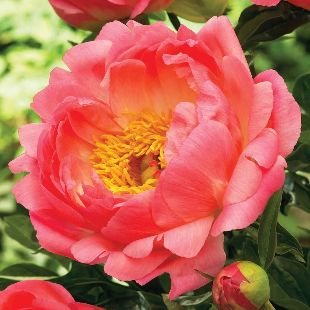 1 Bareroot Root Coral Sunset Peony