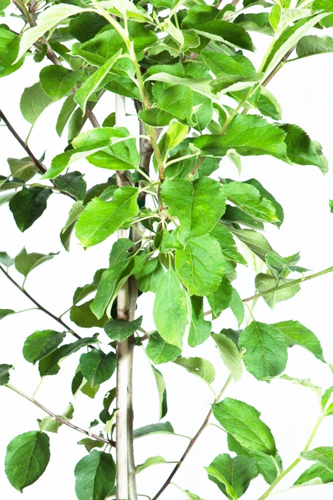 Perfect Plants Anna Apple