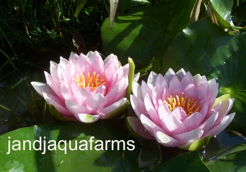 Pink Fabiola Hardy water lily natural filter plant koi pond garden J&J Aquafarms