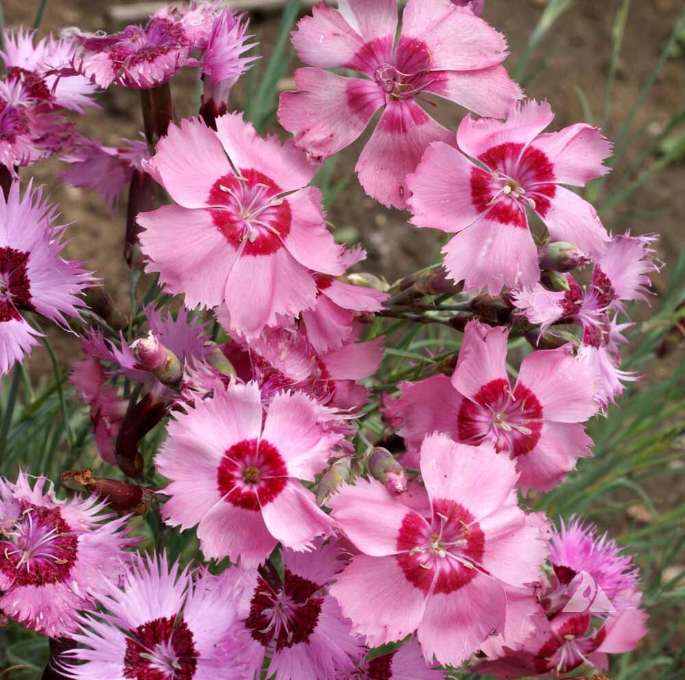 Cottage Pinks Dianthus Seeds 100+ Flower Dianthus Plumarius FREE S&H Perennial