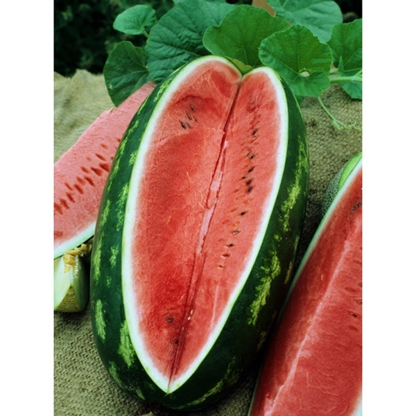 30 SEEDS – watermelon ALLSWEET 25-50 LB FRUIT GroCo USA – BUY ANY 15=SHIPS FREE