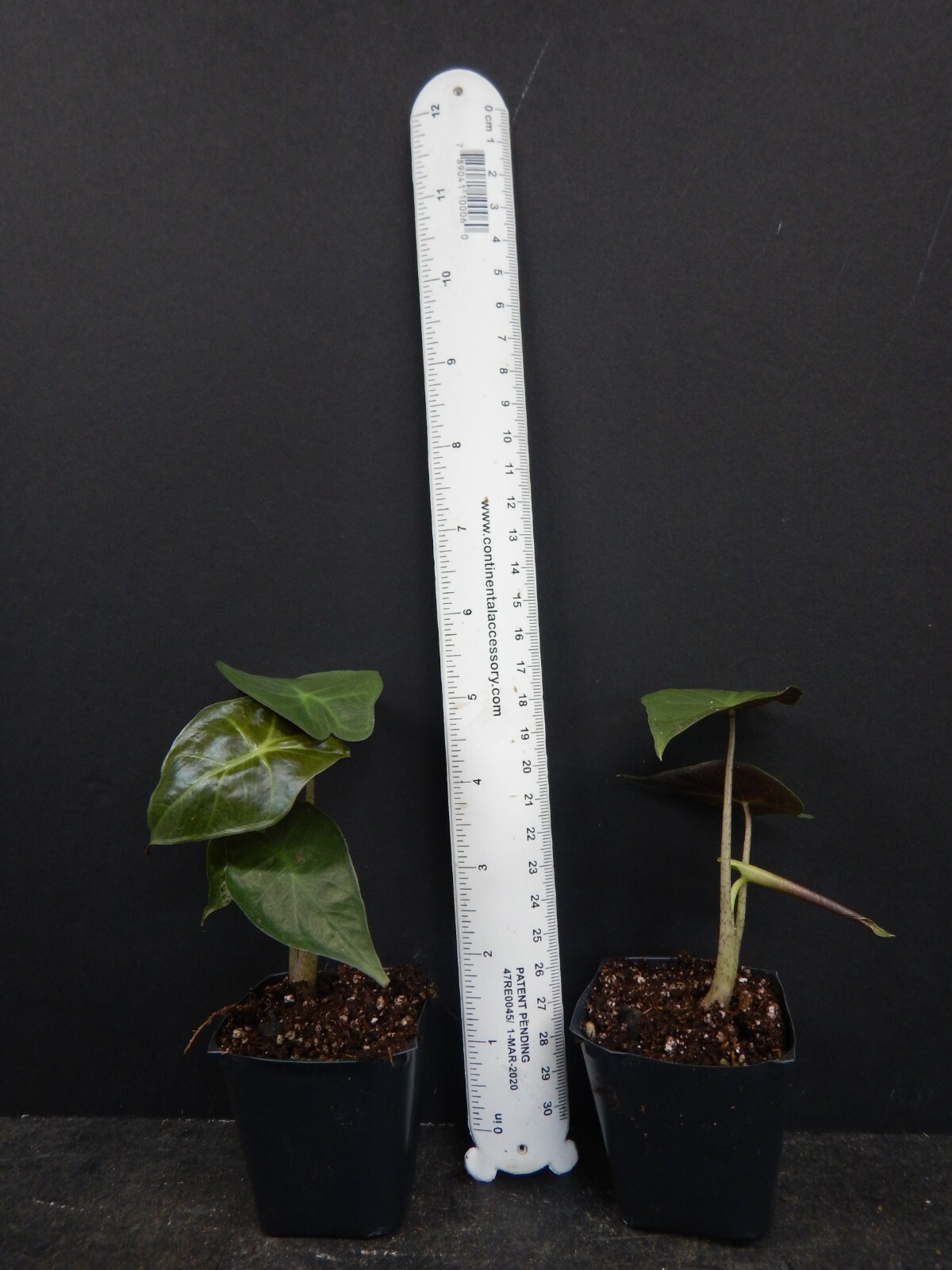 **MAYAN MASK**Elephant Ear**Alocasia**Rooted Starter Plants**USA SELLER**