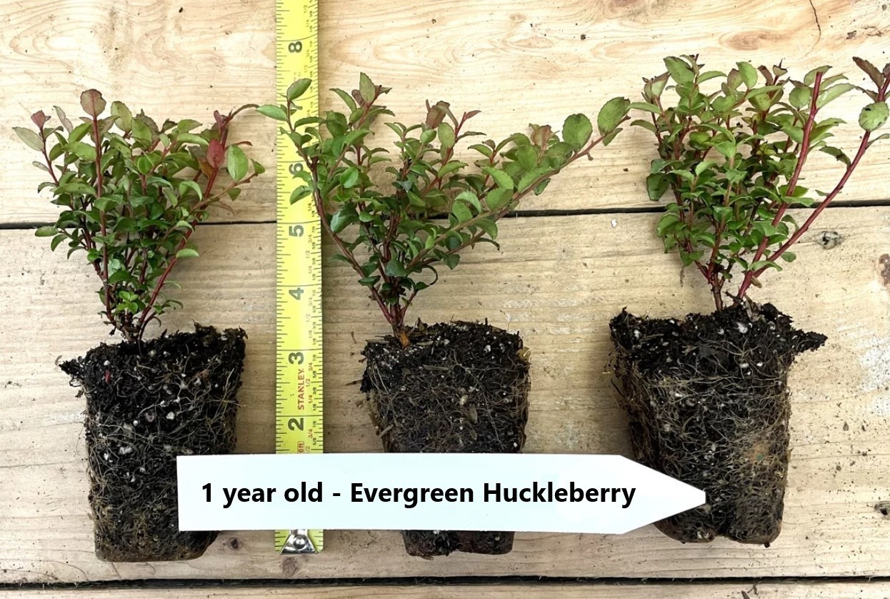 Free Shipping – Set 2 Evergreen Huckleberry Live Plants – 4-6″ Tall – No Pot