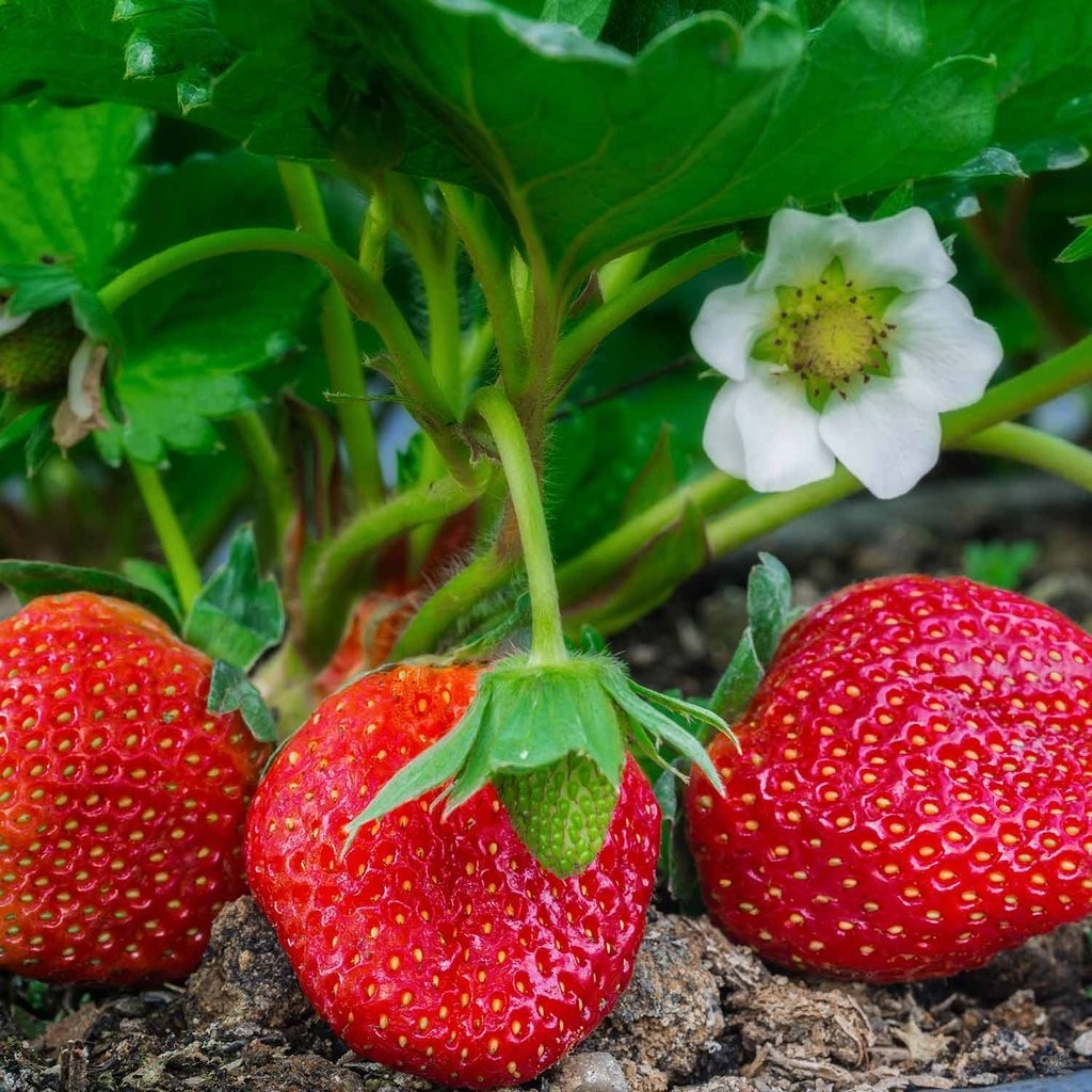 Eversweet Strawberry Seeds – Comb. S/H!