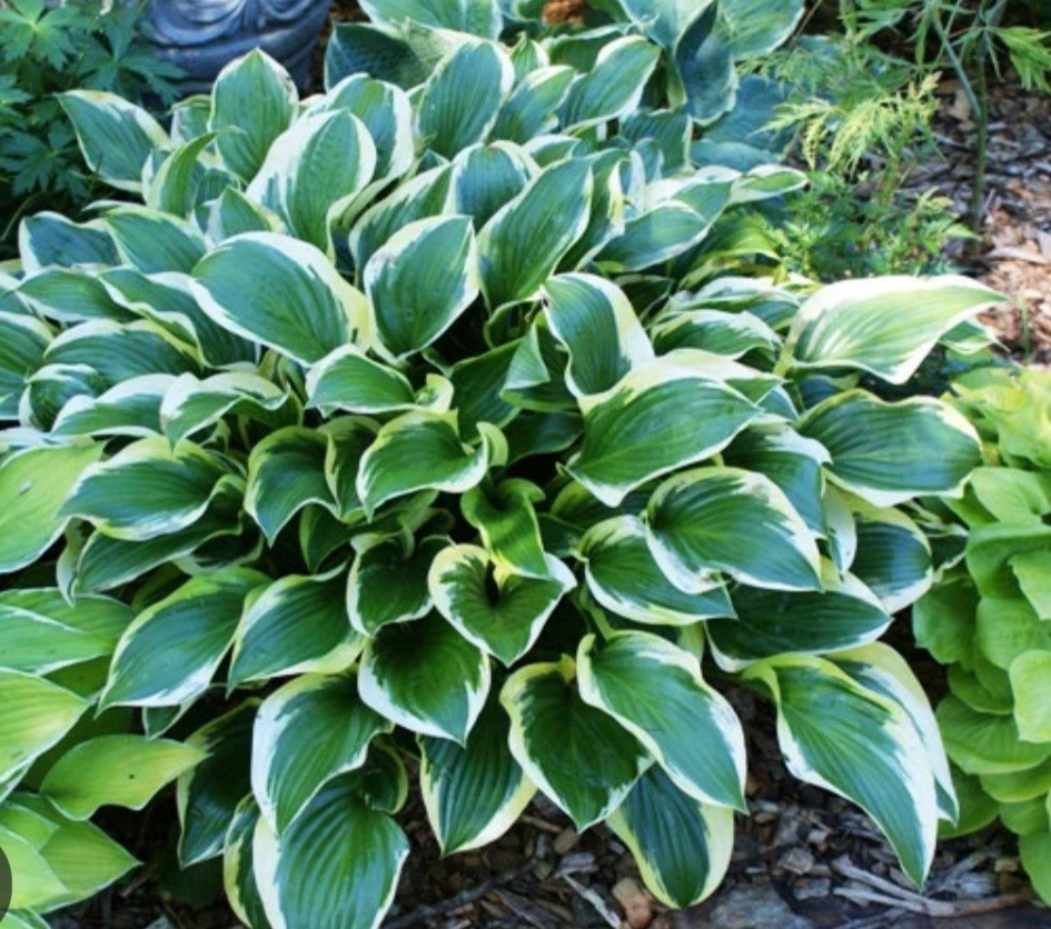 Hosta Queen Josephine (1)