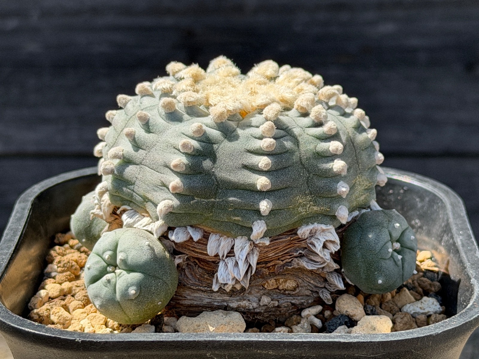 Lot of 2 Ariocarpus Astrophytum Aztekium (W Huizache) Rooted Pups