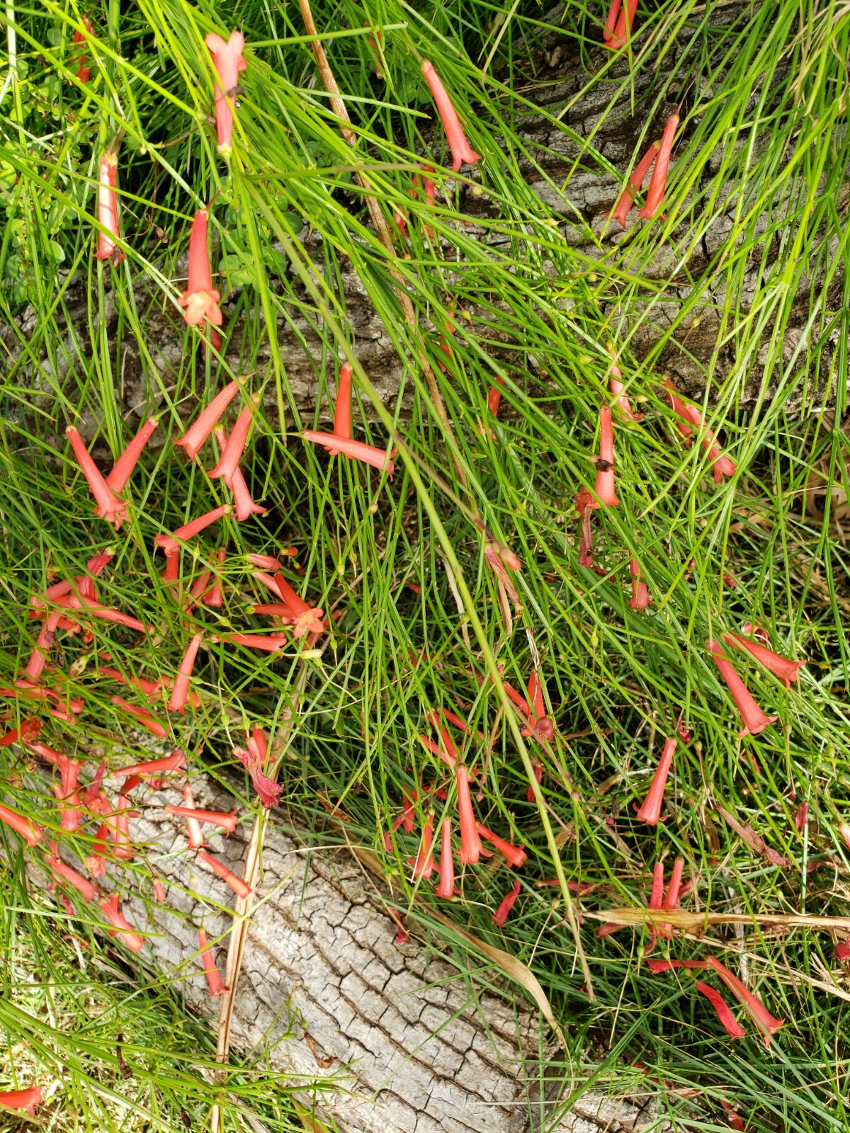 FIRECRACKER FERN Red Flowers Bush Low full green Ground Cover – 10 Cuttings