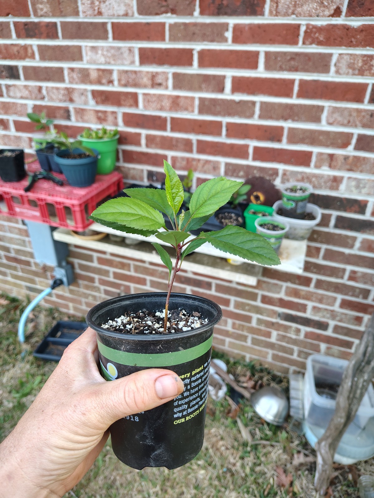 Potted Apple Tree Seedlings 8in.