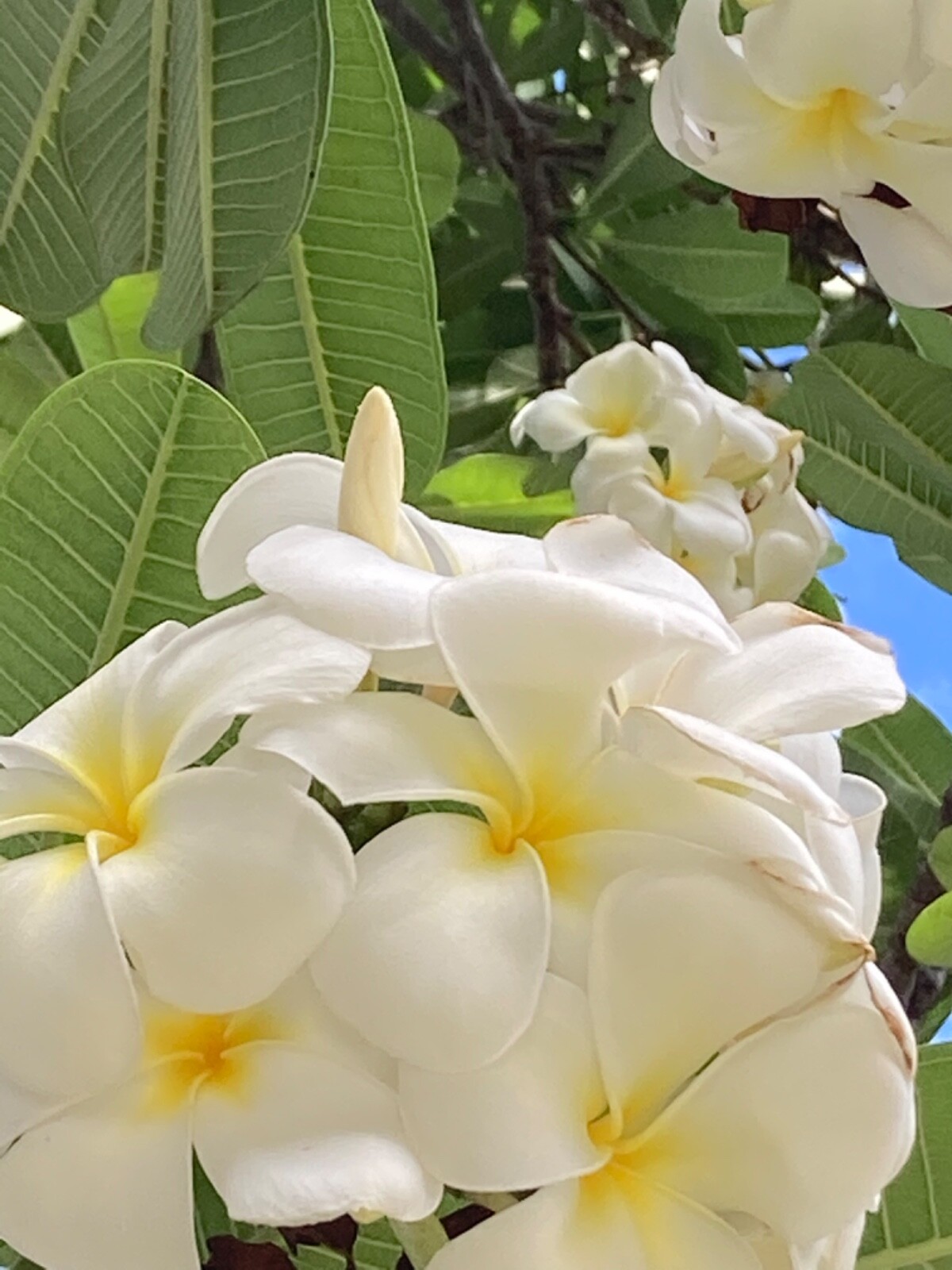 2 Hawaiian Grown Singapore Plumeria Frangipani Temple tree White Yellow #25