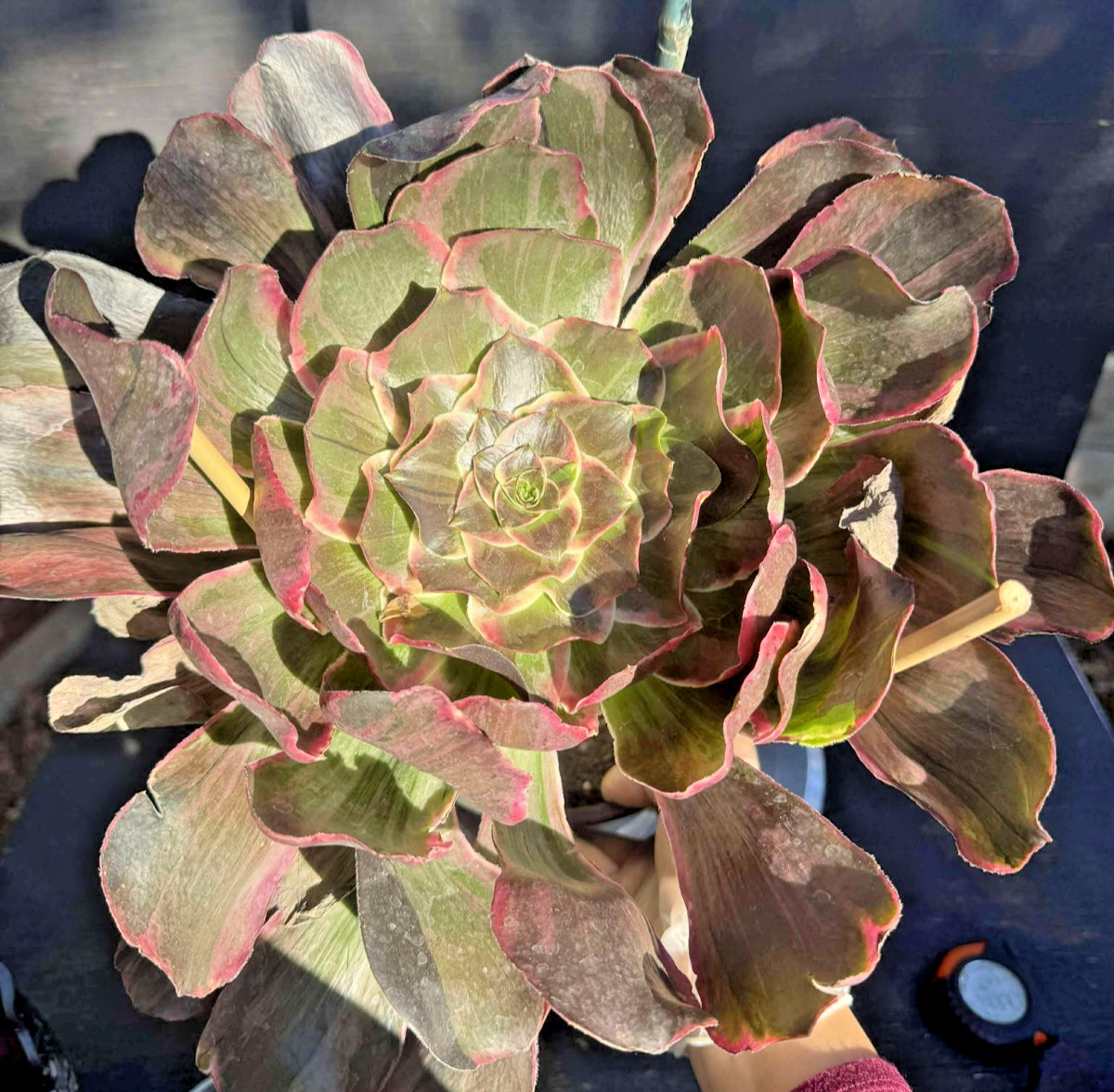 Imported Succulent live plant rare succulent Big Aeonium Terrors Eyes/ Devil Eye