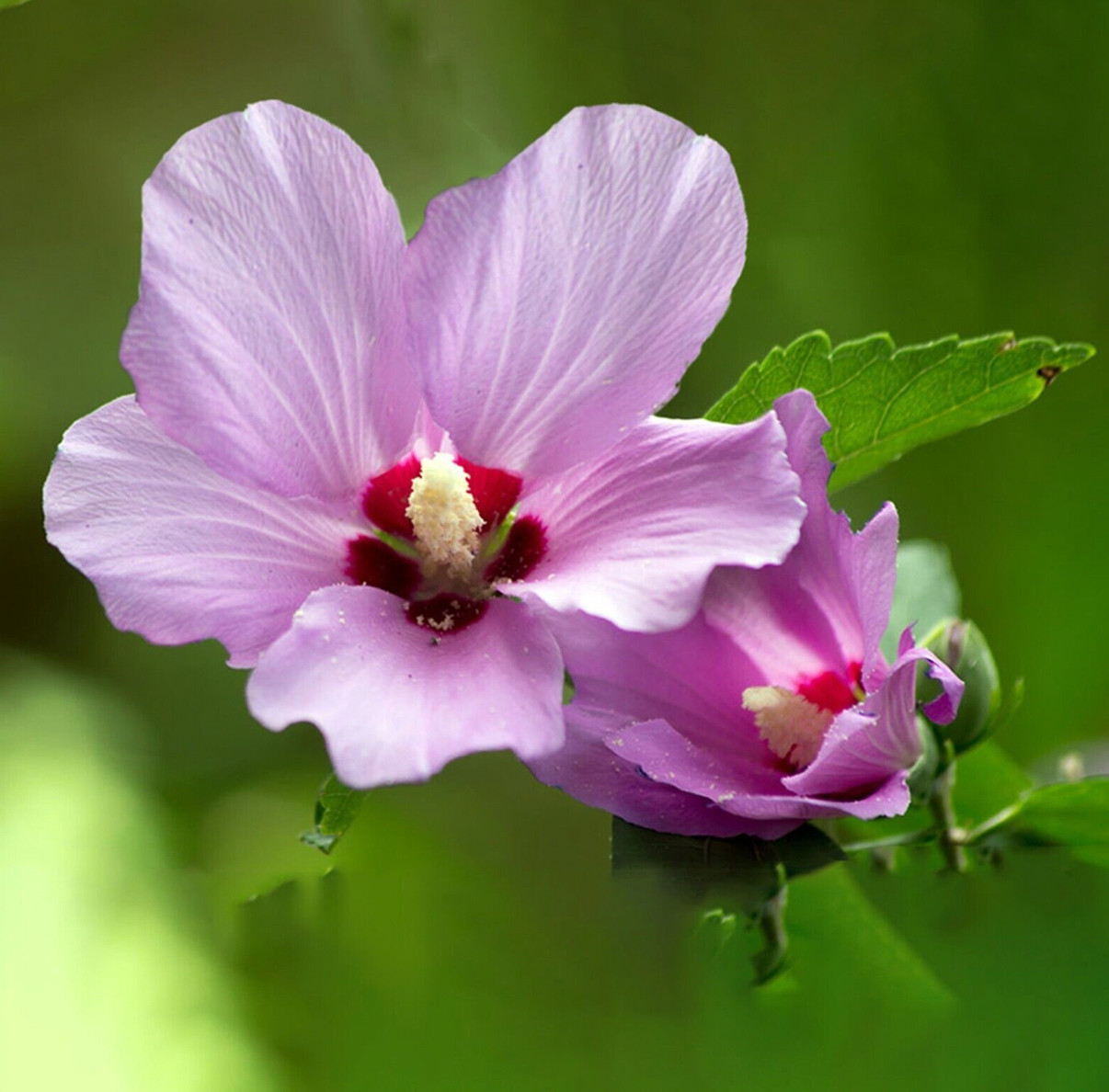 3 Rose Of Sharon Hibiscus Organic Live Plant w/Roots Transplant Starter Bush 1FT