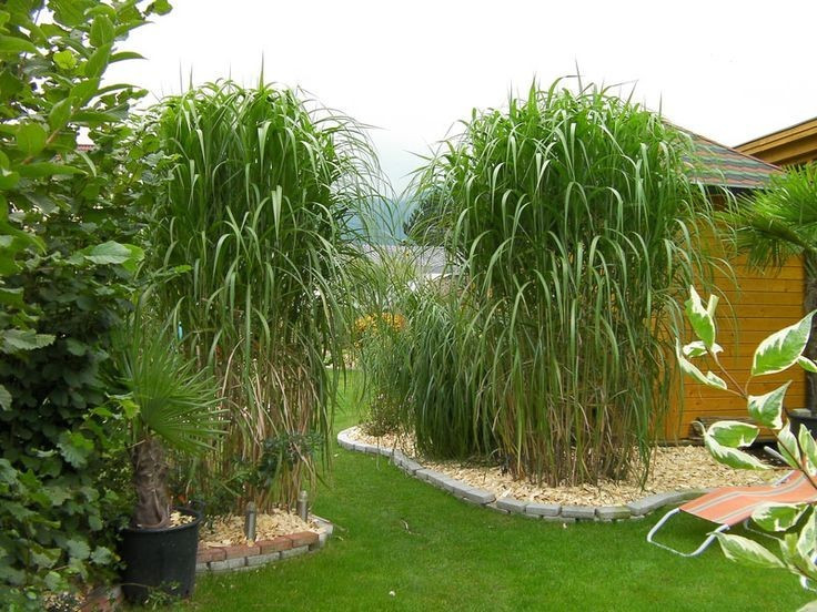 Giant Miscanthus (Miscanthus x giganteus) Perennial Fast Clumping Grass