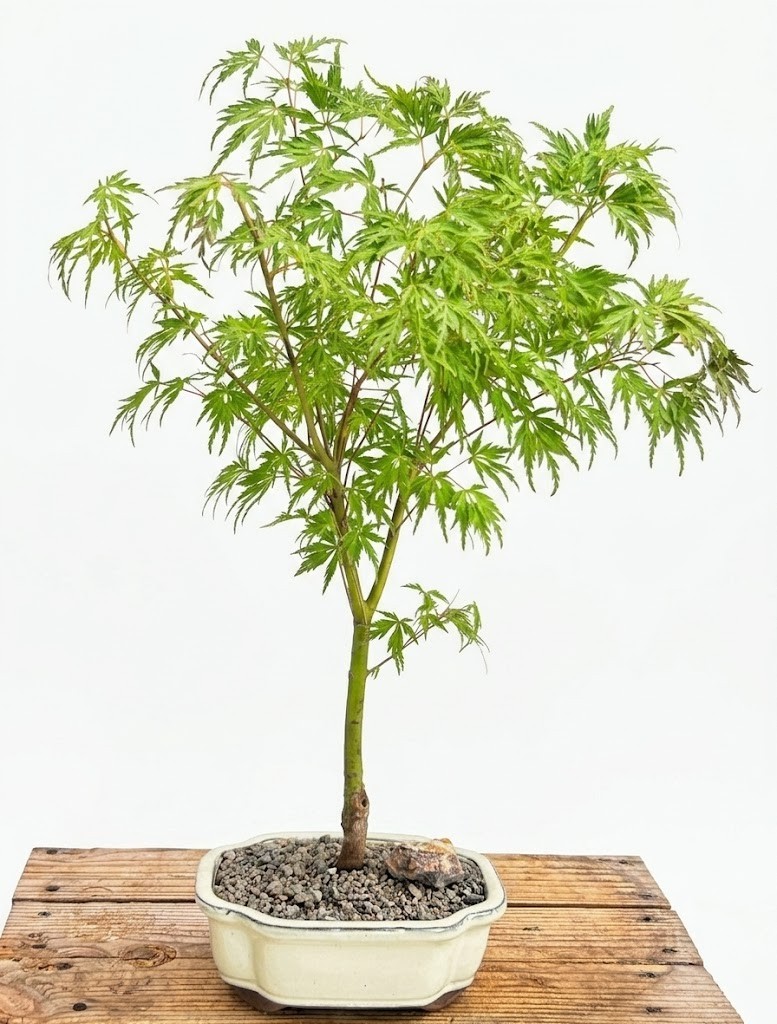 Live 15 Yr Old Seiryu Laceleaf Maple Bonsai Tree Upright Dissectum Outdoor 24″H