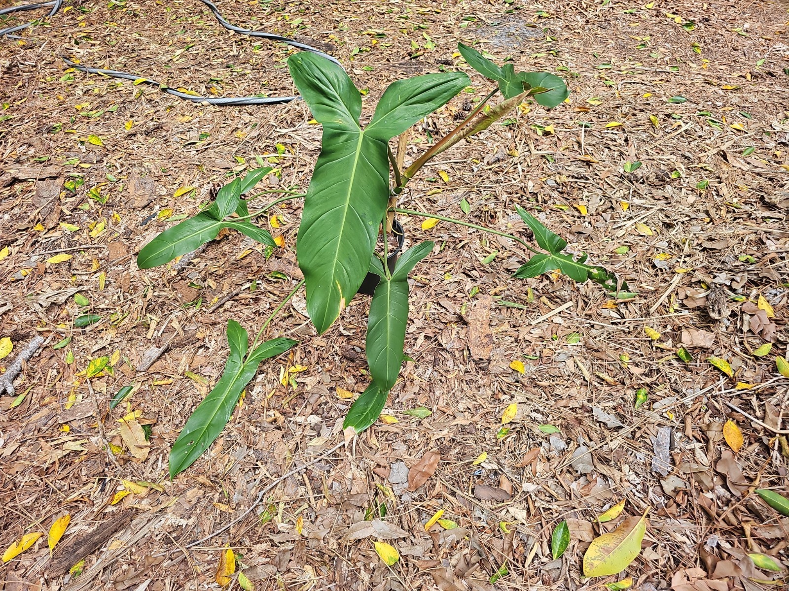 XXL Mature Variegated Philodendron Mexicanum Rugosum Aroid