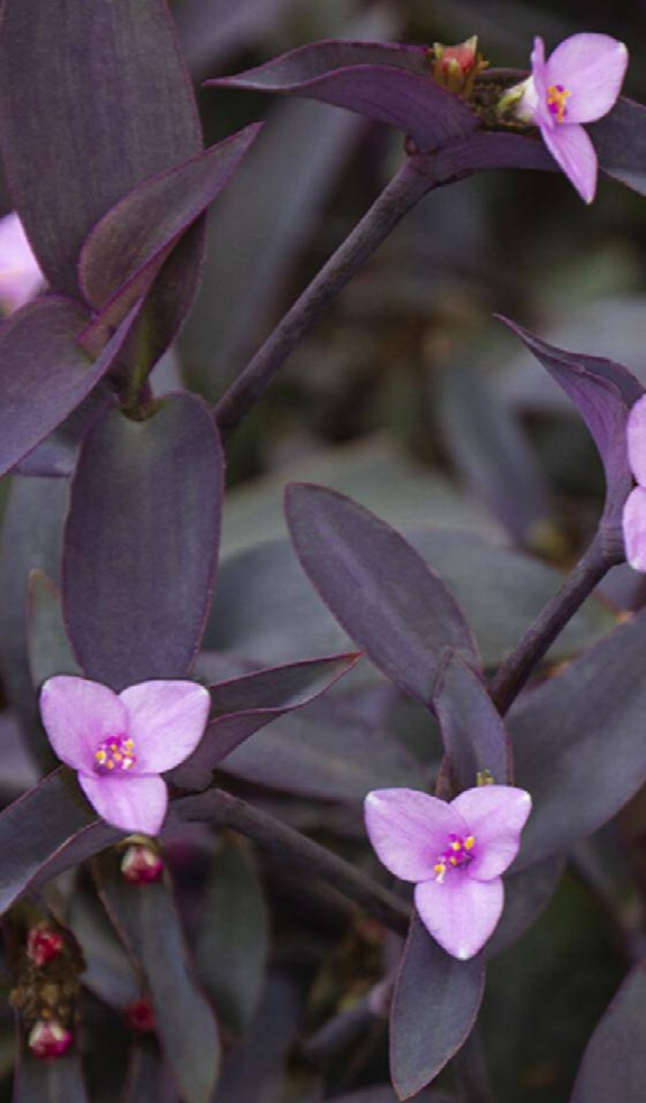 Purple Heart (Tradescantia pallida) 100+ Organic Wandering jew