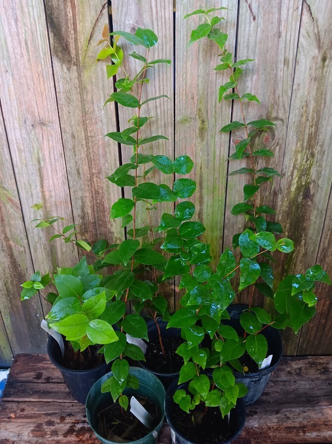 Juicy Red Pitanga – Eugenia uniflora – Surinam Cherry