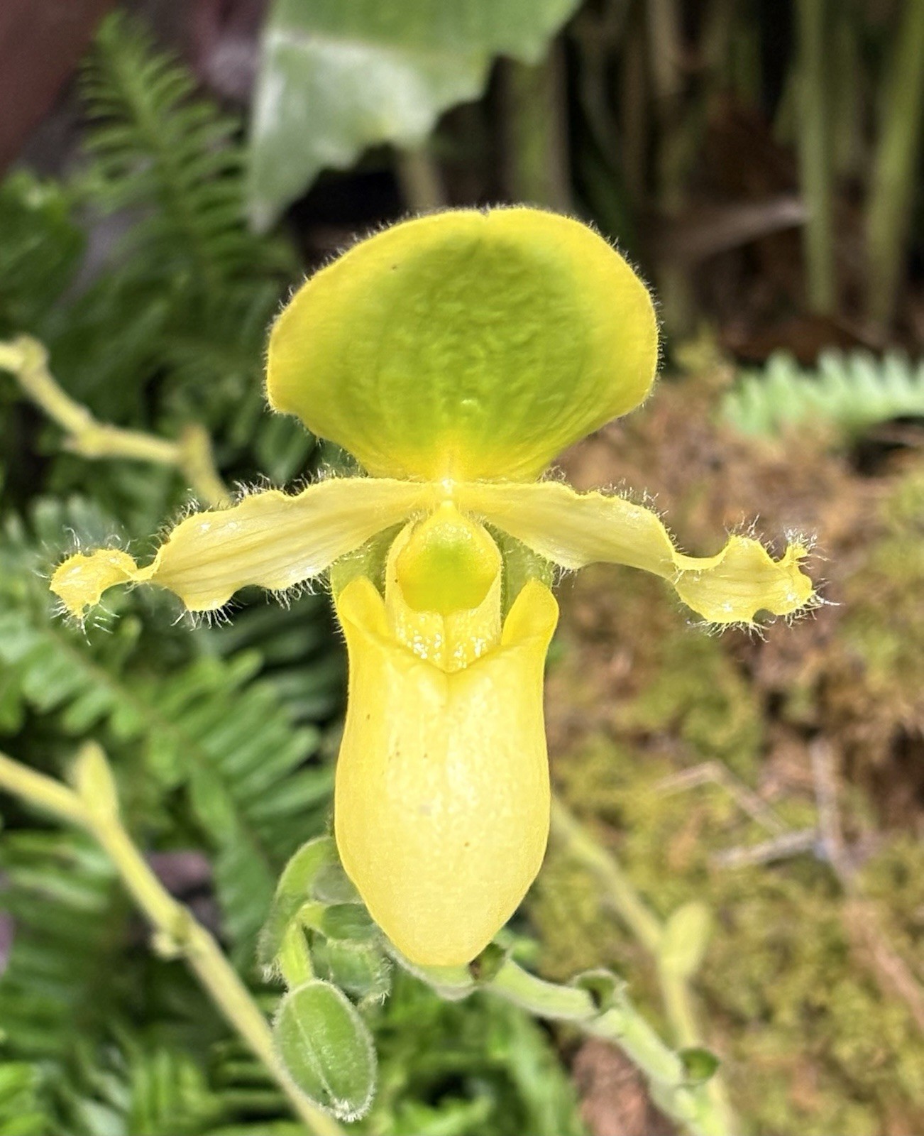 Paphiopedilum primulinum – 2” Pot BS – Species – Sequential Blooms -Easy To Grow
