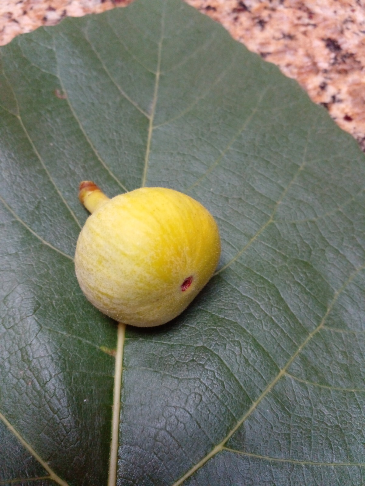 Ficus Palmata N1 White Punjab Fig Tree – 2 Cuttings – Unique Tasty Fig Variety