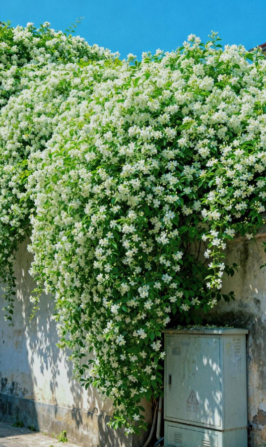 Star Jasmine Vine Live Plant – 1 Gallon Pot – Fragrant White Flowering Vine