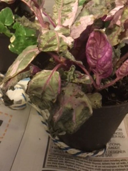 House Plant Starter Plant Rooted 30+ days old, 3″ to 4″ tall Mother plant shown