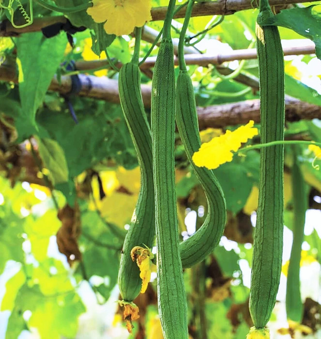 Extra Long Luffa Squash Seeds | Smooth Loofah Snake Melon Asian Seed 2023