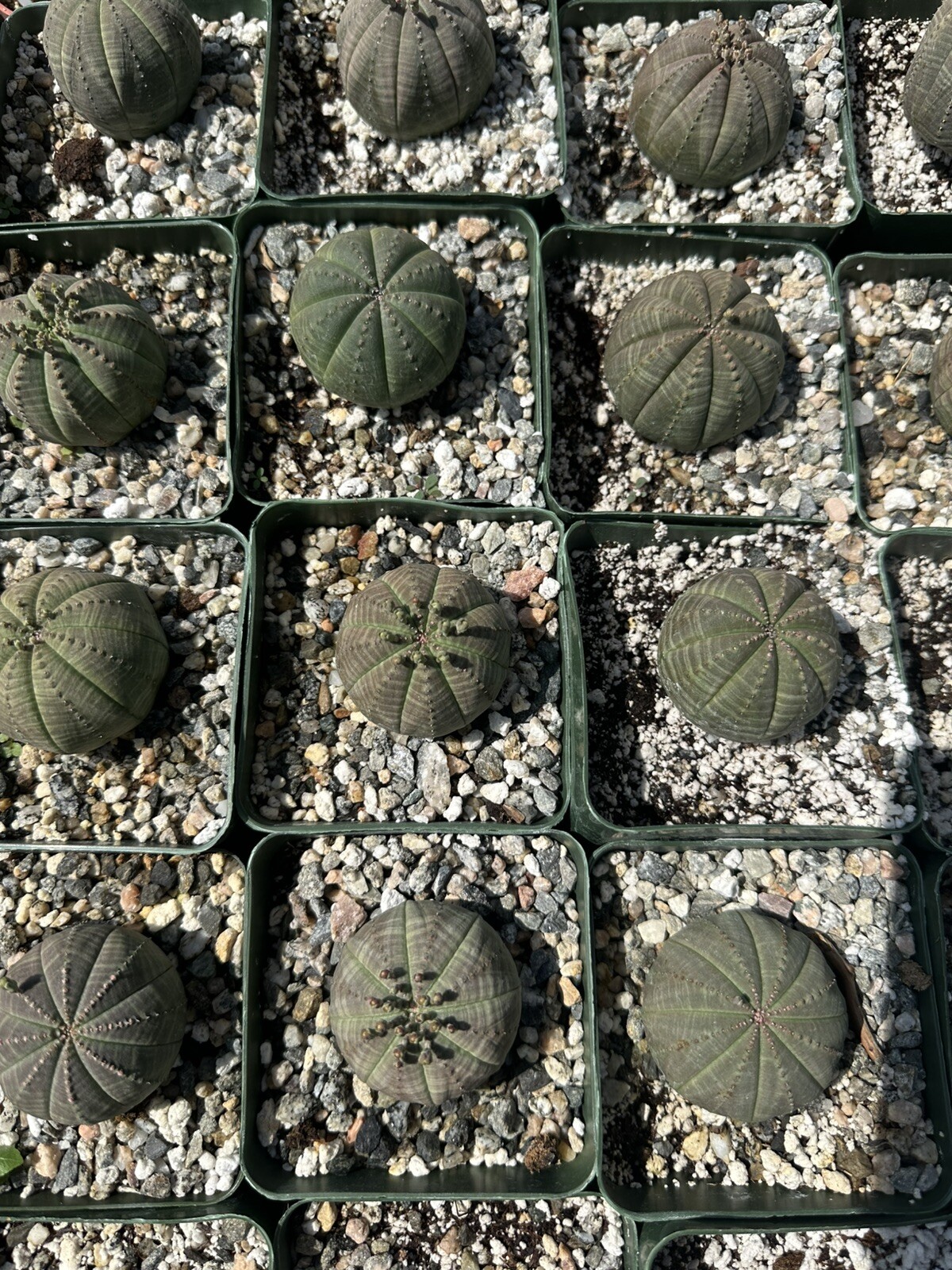 Live Plant-Euphorbia Obesa (1.0-1.2)|Rare Succulent, Cactus In 4” Pot
