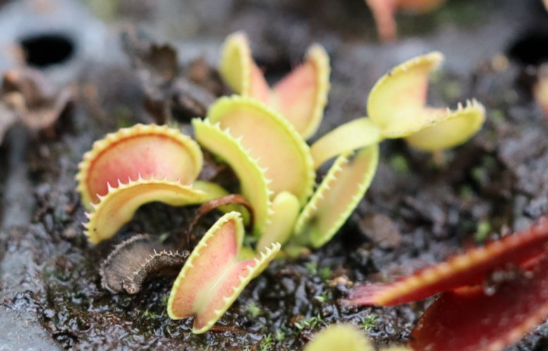 “GJ Giant Cudo” -Dionaea Muscipula Venus Fly Trap