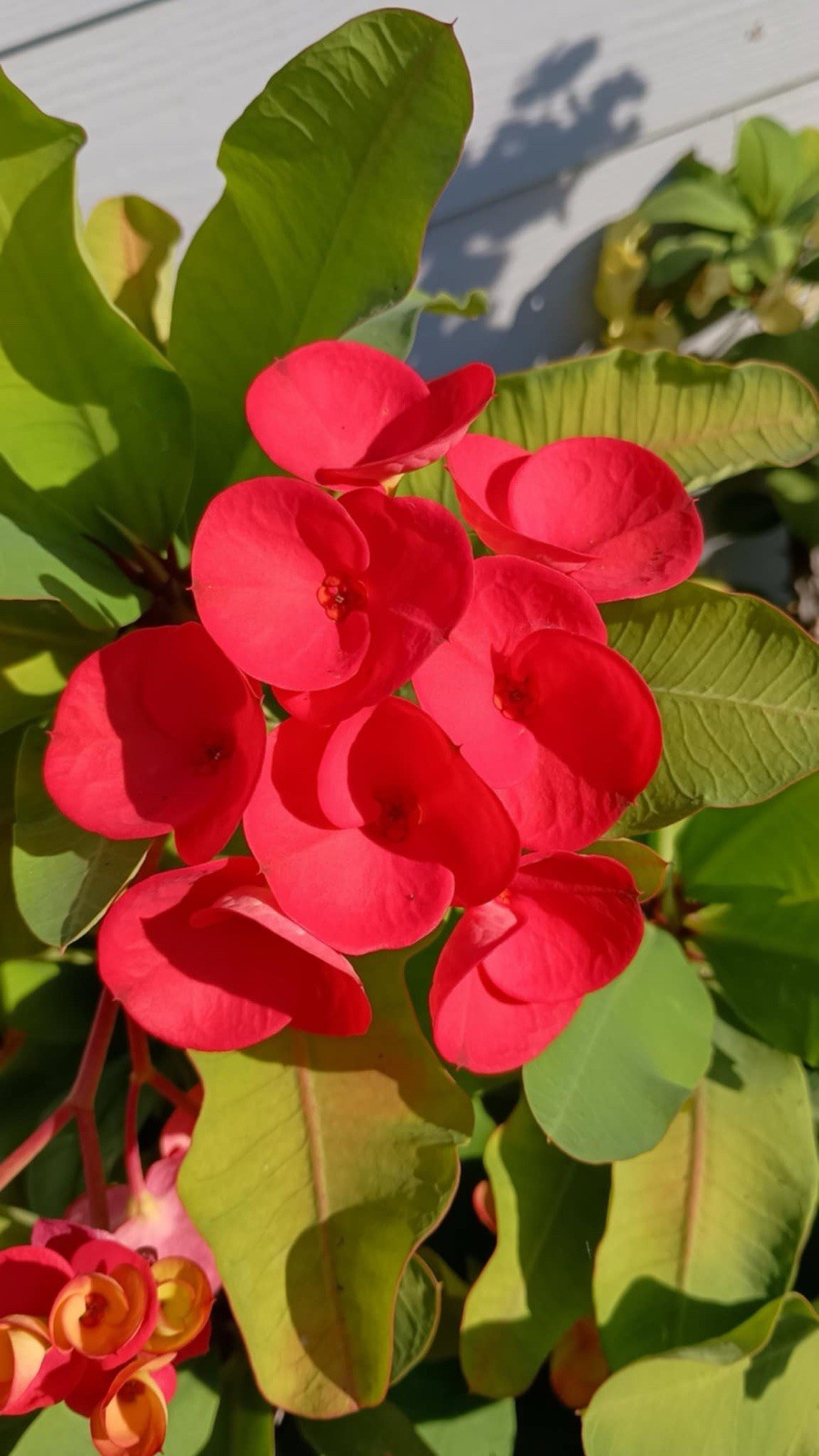 Bright Red Crown Of Thorns Cutting (1 Count)