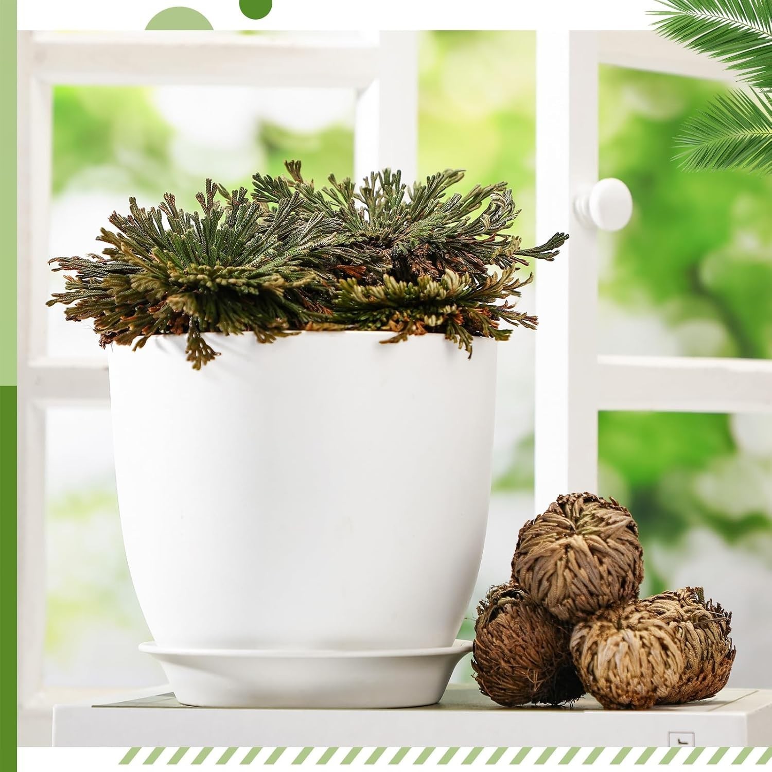 12 Pack Large Rose of Jericho Resurrection Plants for Home Decor