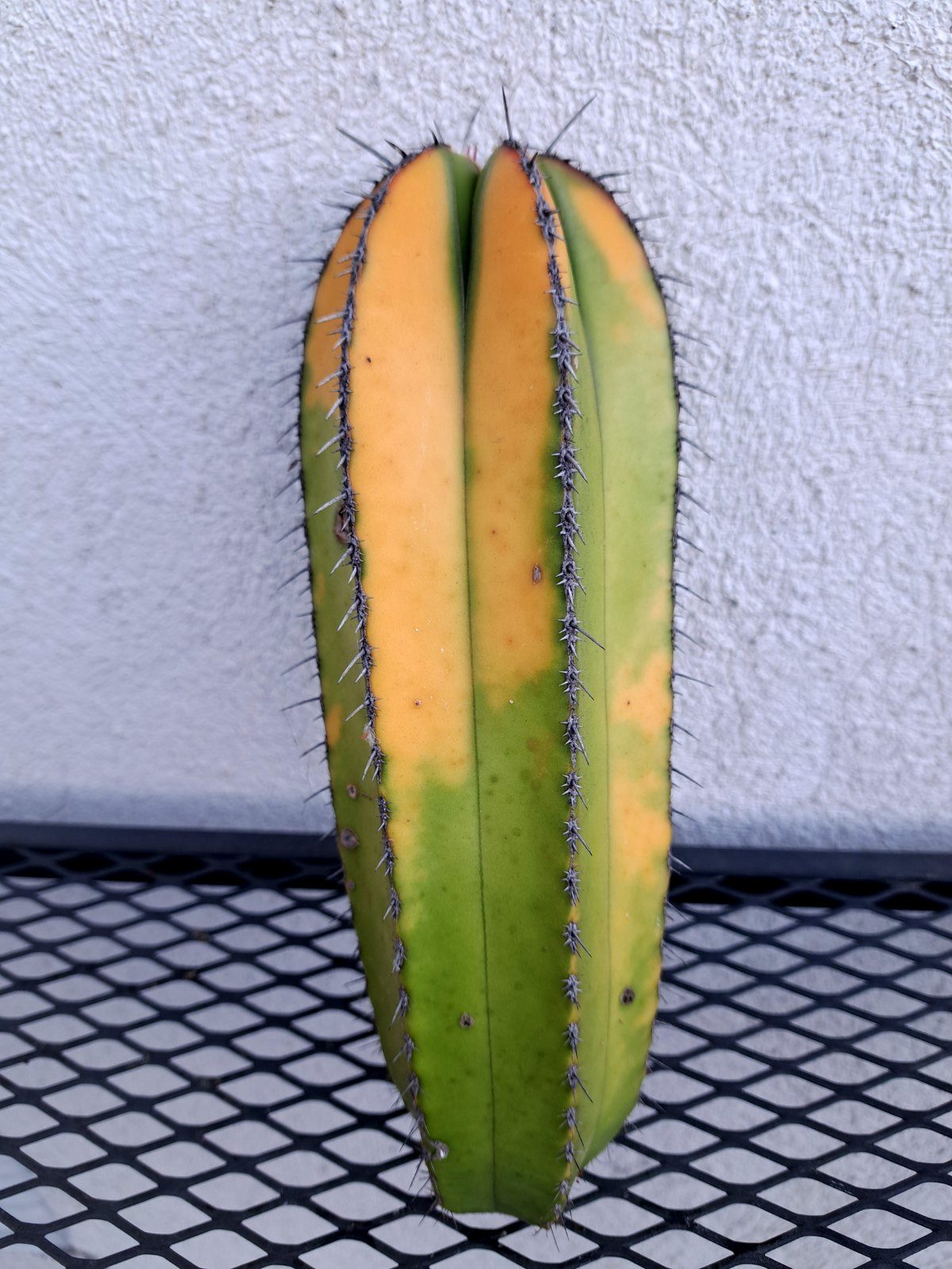 Marginatocereus Marginatus Variegated Cactus Cutting H8.75 ^726