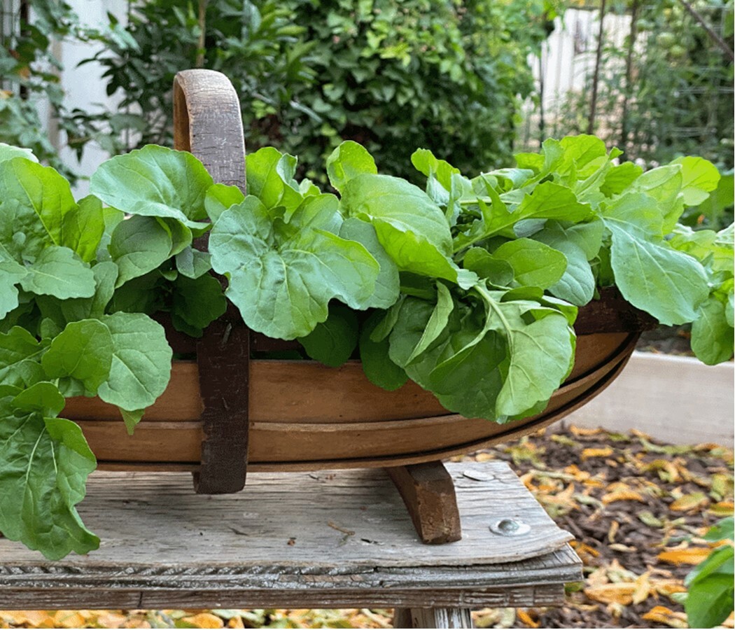 500+ Slow Bolt Roquette Arugula Seeds, Heirloom NON-GMO, Always Fresh Seeds
