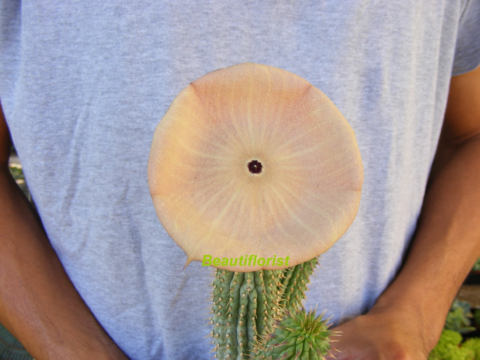 Hoodia gordonii Cactus
