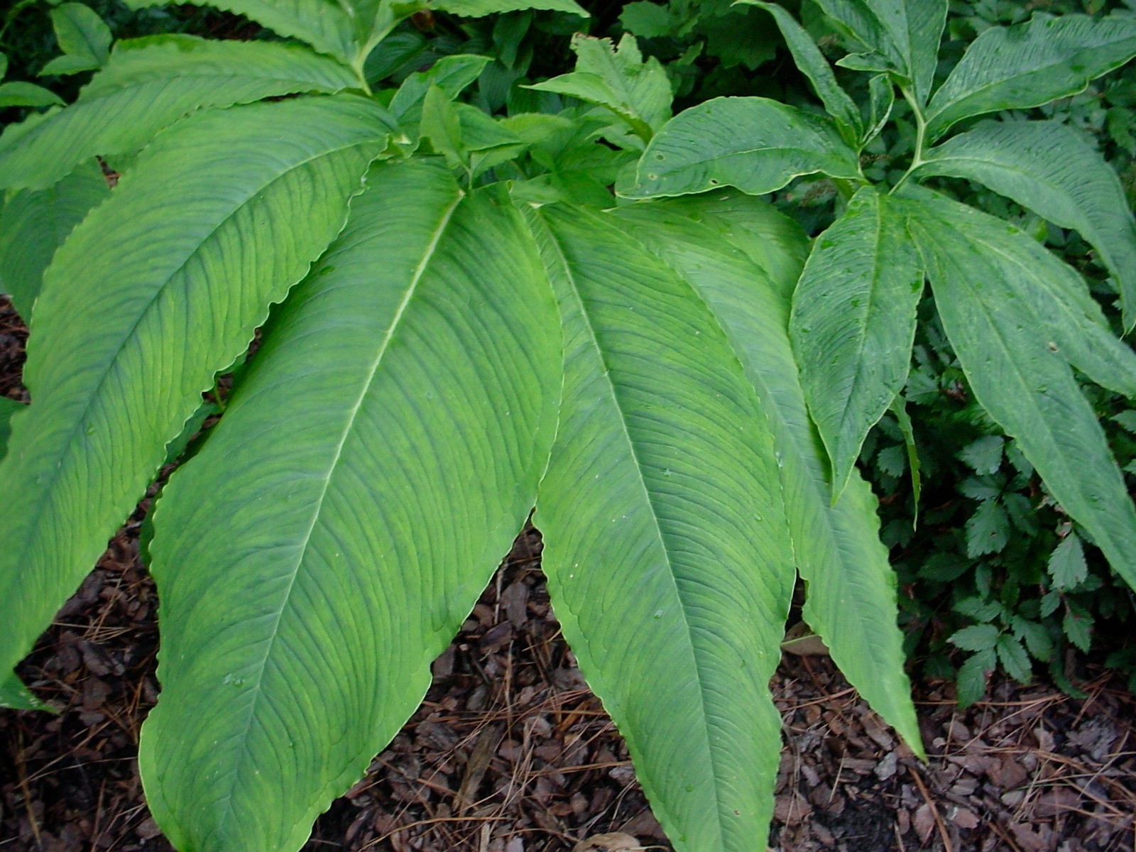 THREE 1.5 – 3 OZ SAUROMATUM VENOSUM BULBS VOODOO LILY BULB AMORPHOPHALLUS ARUM