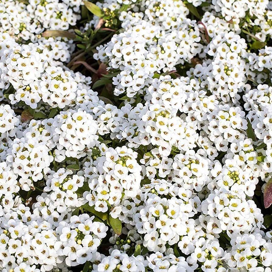 Tiny Tim Alyssum Seeds | 50 – 1,000 Seeds | Non-GMO | Free Ship Seed Store 1213