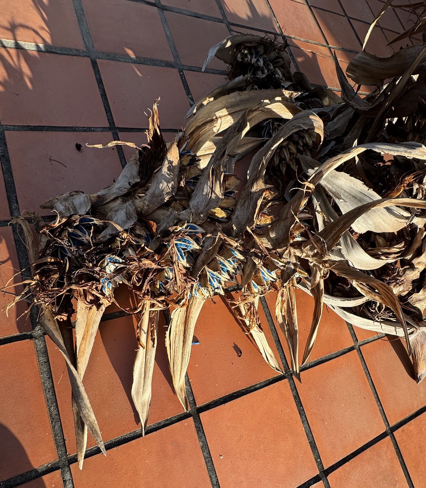 100 Fresh Traveler’s Palm Seeds