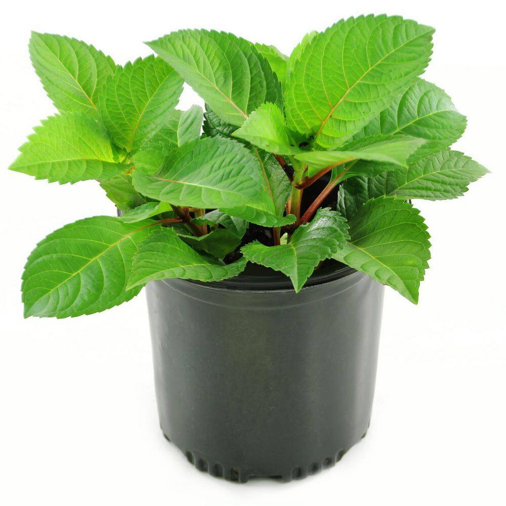 1 Gal. Red Beauty Hydrangea Shrub with Red Flowers