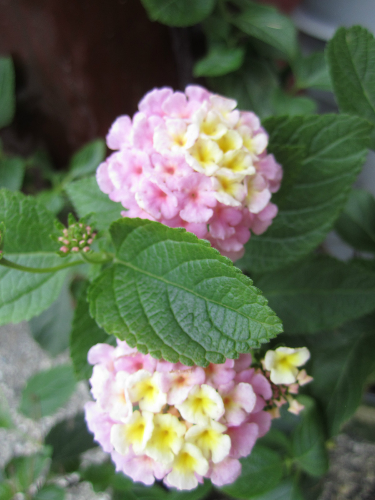 Lantana Mix Seeds Orange Red Pink White Yellow Hummingbird – Butterfly Flower